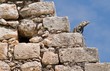 Photo en ligne au meilleur prix Green Iguana perched on the steps of a Mayan Pyramid