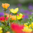 Colorful low, ground covering  flowers.