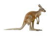 kangaroo