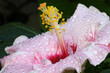 fleur hibiscus rose pastel