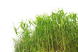 Close-up view of reed along the water's edge . Close-up view of reed along the water's edge .