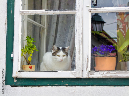 Photo: Katze sitzt an einem Fenster Katze sitzt an einem Fenster