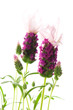 lavender flower on the white background