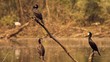 Three Cormorants standing above a River