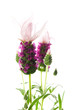 lavender flower on the white background