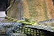 gharial