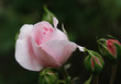 Rose rose