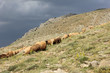 sheep