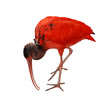 red bird scarlet ibis red bird scarlet ibis