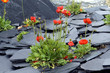 schiefersteingarten, Islaendischer Mohn
