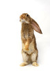grey rabbit