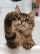 MAINE COON