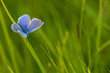 Photo en ligne au meilleur prix Common Blue
