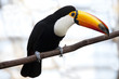The toco toucan resting by a tree