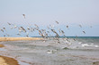 Common tern