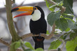 A toco toucan cries