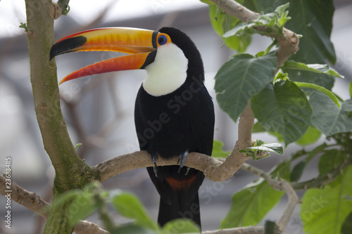 Photo: A toco toucan cries A toco toucan cries