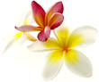 fleurs de frangipanier, fond blanc fleurs de frangipanier, fond blanc