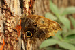 A large tatty Owl Butterfly on a tree