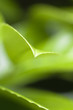 Nature Background - Green leaves