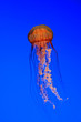 Jellyfish - Sea nettle (Chrysaora quinquecirrha) Jellyfish - Sea nettle (Chrysaora quinquecirrha)