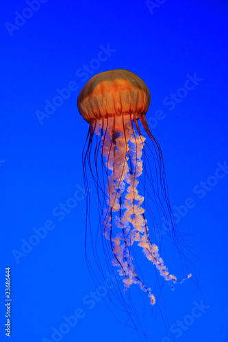 Jellyfish - Sea nettle (Chrysaora quinquecirrha) Jellyfish - Sea nettle (Chrysaora quinquecirrha)