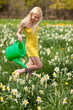 Photo: Narcissus field Narcissus field