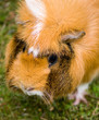 Guinea pig