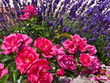 Lavendel und Rosen