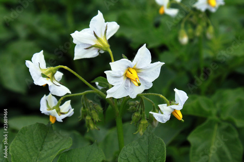 Foto: Blüte der Kartoffel Blüte der Kartoffel