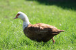 Mallard Duck