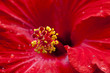 HIBISKUS