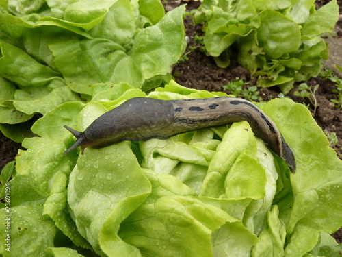 Foto: Tigerschnecke Tigerschnecke
