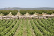Cepas de vid para vino Cepas de vid para vino