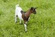 ziege ziege