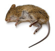 Dead Rat Dead Rat
