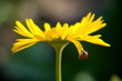 Ladybird