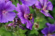 bee collecting pollen