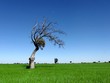 Solitario