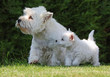 maman west highland white terrier protégeant son chiot maman west highland white terrier protégeant son chiot