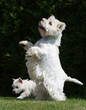 westie debout sur les pattes arrières westie debout sur les pattes arrières