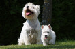 maman westie et son chiot de face maman westie et son chiot de face