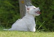 chiot west highland white terrier de profil chiot west highland white terrier de profil