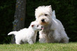bébé westie tirant la langue devant sa mère bébé westie tirant la langue devant sa mère