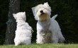 chiot westie faisant le beau devant sa maman chiot westie faisant le beau devant sa maman