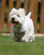 westie marchant de face westie marchant de face
