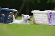 chiot en décubitus devant le panier à linge chiot en décubitus devant le panier à linge