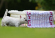 chiot westie a trouvé un torchon pour jouer chiot westie a trouvé un torchon pour jouer