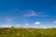 The rush in bloom on the blue sky background