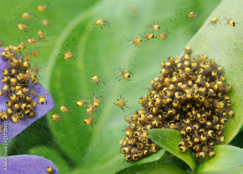 Photo: baby spiders baby spiders